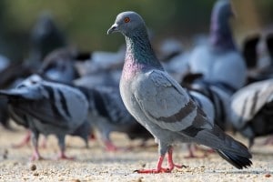 Pigeon