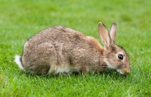 Rabbit Pest Control